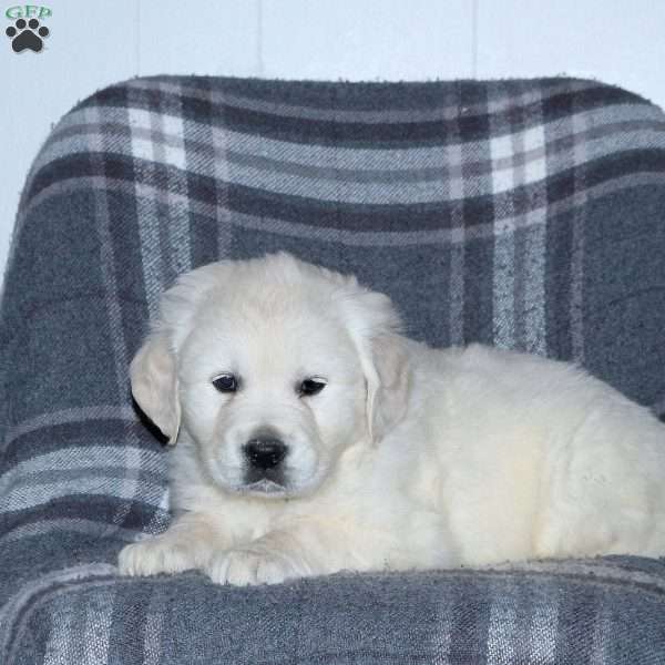 Lenny, English Cream Golden Retriever Puppy