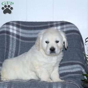 Lenny, English Cream Golden Retriever Puppy