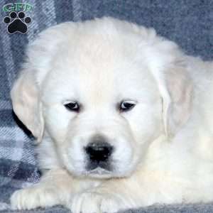 Lenny, English Cream Golden Retriever Puppy