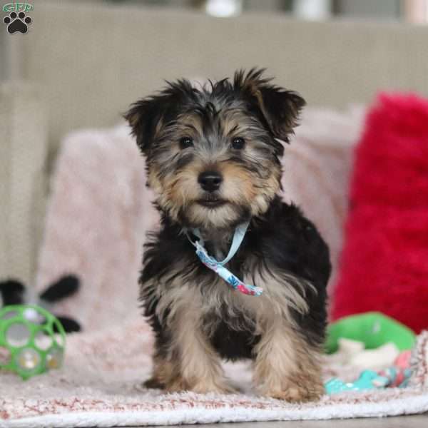 Leo, Yorkie-Chon Puppy