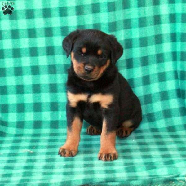 Leo, Rottweiler Puppy