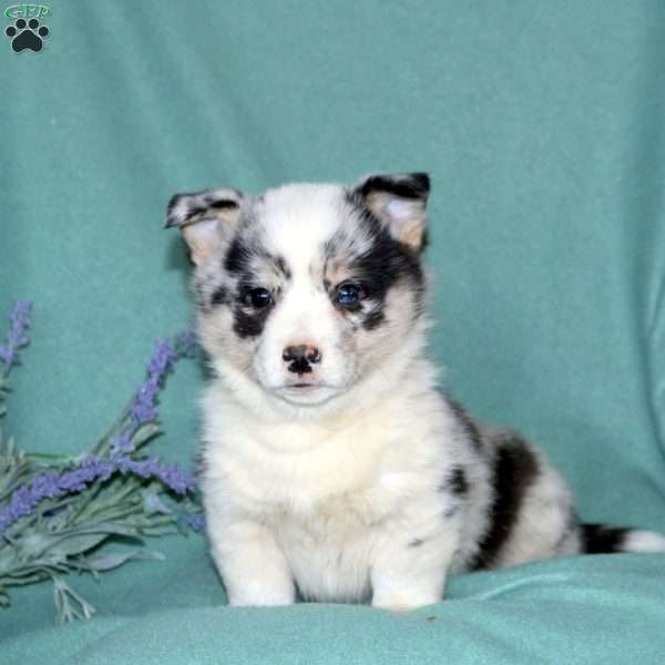 Leo, Pembroke Welsh Corgi Puppy