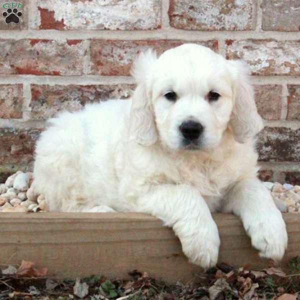 Leo, English Cream Golden Retriever Puppy