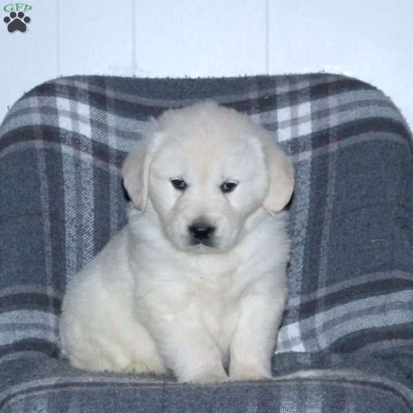 Leo, English Cream Golden Retriever Puppy