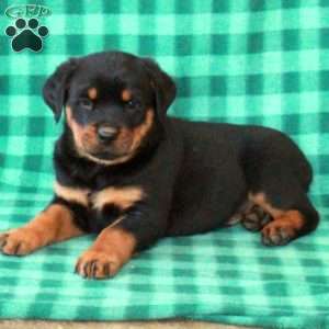 Leo, Rottweiler Puppy