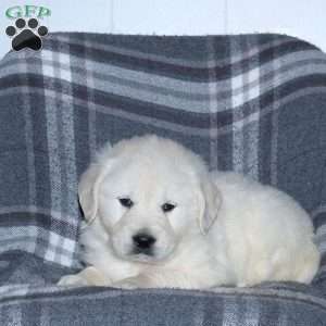 Leo, English Cream Golden Retriever Puppy