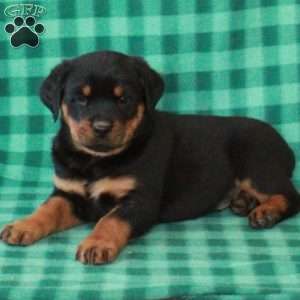 Leo, Rottweiler Puppy