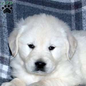 Leo, English Cream Golden Retriever Puppy