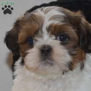 Leo, Shih Tzu Puppy