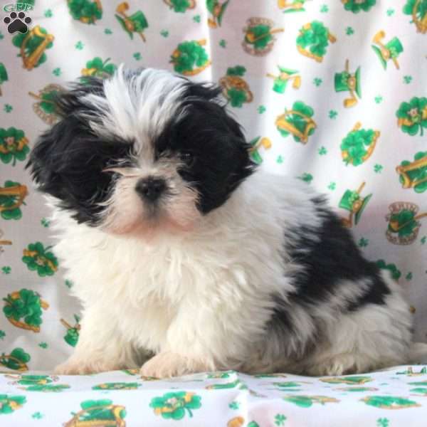 Lester, Shih Tzu Puppy