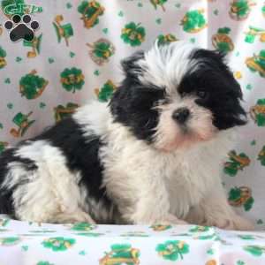 Lester, Shih Tzu Puppy