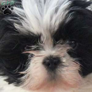 Lester, Shih Tzu Puppy