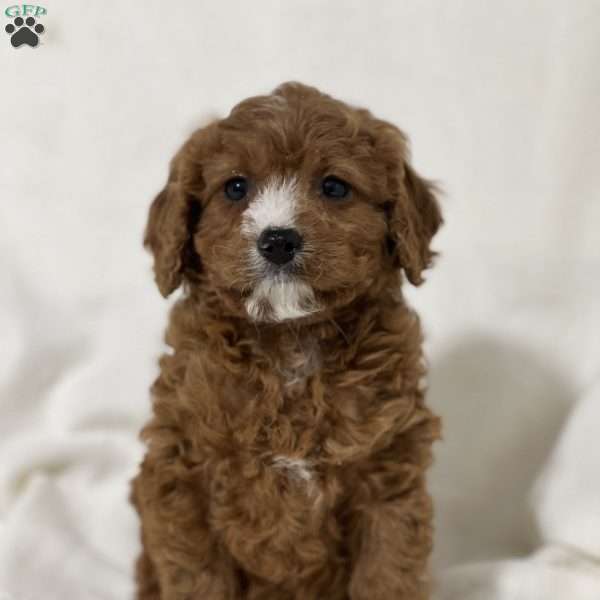 Lettie, Cavapoo Puppy