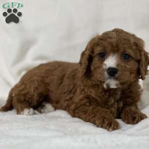 Lettie, Cavapoo Puppy