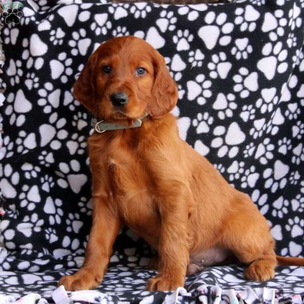 Lewis, Irish Setter Puppy