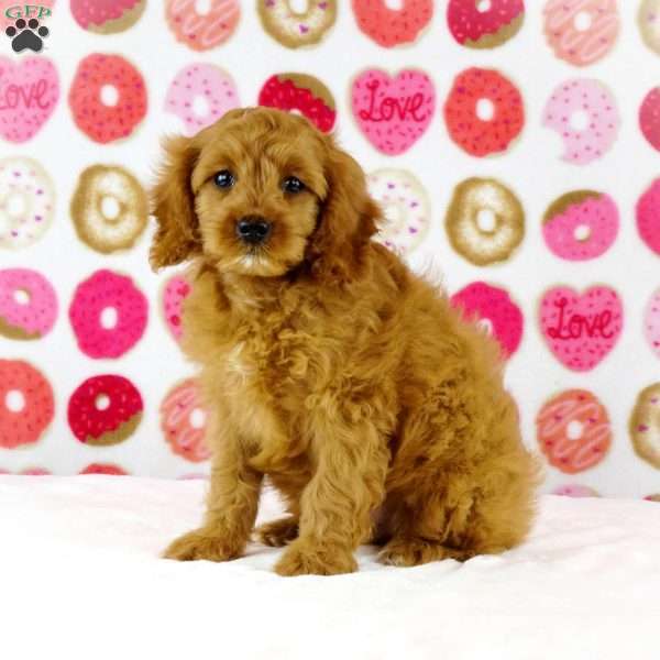 Lexar, Cavapoo Puppy