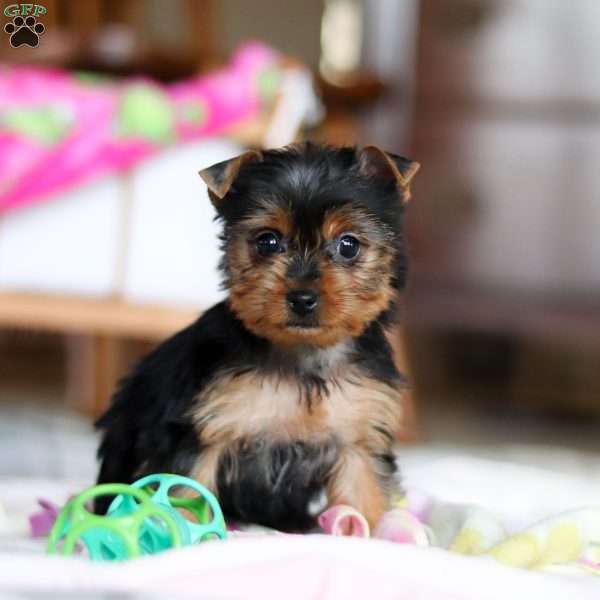 Lexi, Yorkie Puppy
