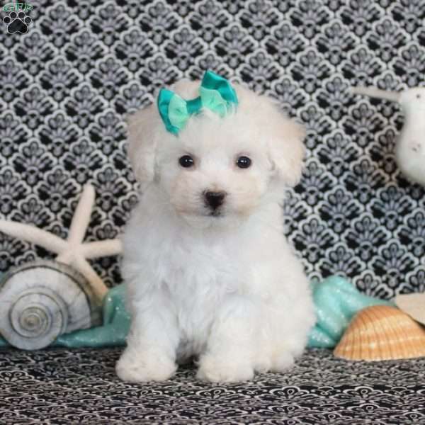 Lexi, Bichon Frise Puppy