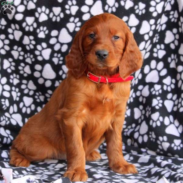 Lexi, Irish Setter Puppy