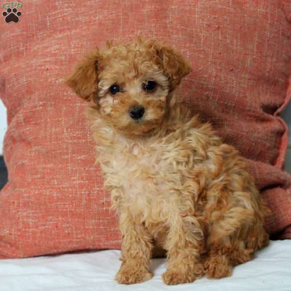 Lexi, Toy Poodle Puppy