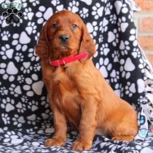 Lexi, Irish Setter Puppy