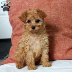 Lexi, Toy Poodle Puppy