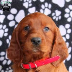 Lexi, Irish Setter Puppy