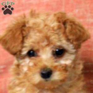 Lexi, Toy Poodle Puppy