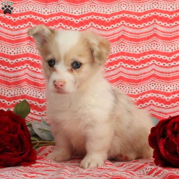 Liam, Pembroke Welsh Corgi Puppy