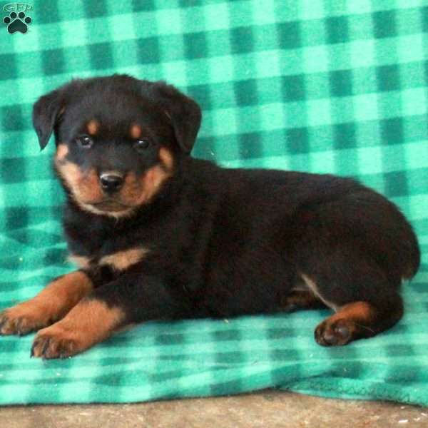 Liam, Rottweiler Puppy