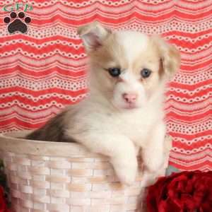 Liam, Pembroke Welsh Corgi Puppy