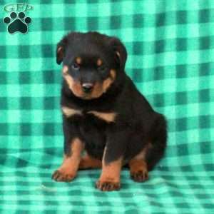 Liam, Rottweiler Puppy