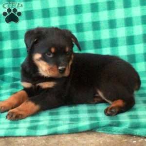 Liam, Rottweiler Puppy