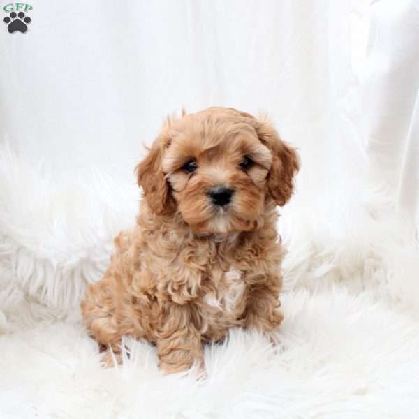 Liam, Cavapoo Puppy