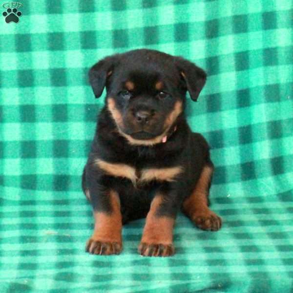 Libby, Rottweiler Puppy