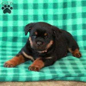 Libby, Rottweiler Puppy