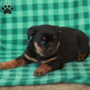 Libby, Rottweiler Puppy