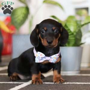 Lila, Dachshund Puppy