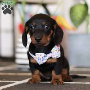 Lila, Dachshund Puppy