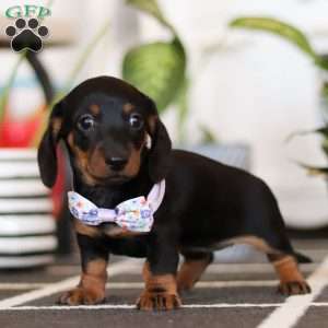 Lila, Dachshund Puppy