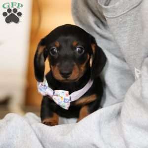 Lila, Dachshund Puppy