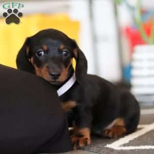 Lila, Dachshund Puppy