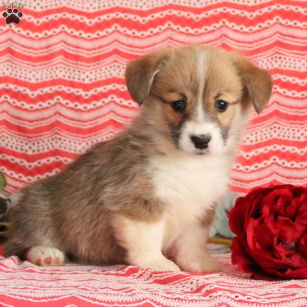 Lila, Pembroke Welsh Corgi Puppy