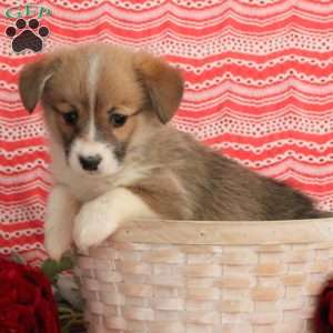 Lila, Pembroke Welsh Corgi Puppy