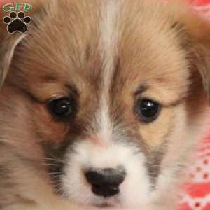 Lila, Pembroke Welsh Corgi Puppy