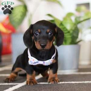 Lila, Dachshund Puppy