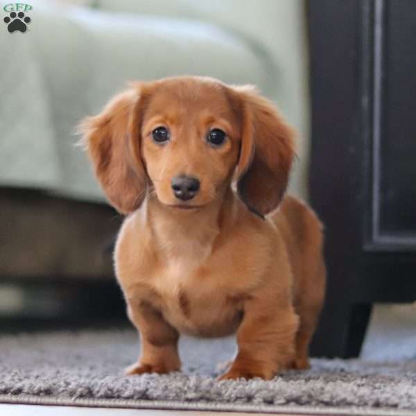 Lilly, Dachshund Puppy