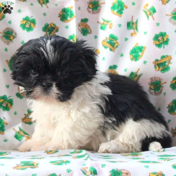 Lilly, Shih Tzu Puppy