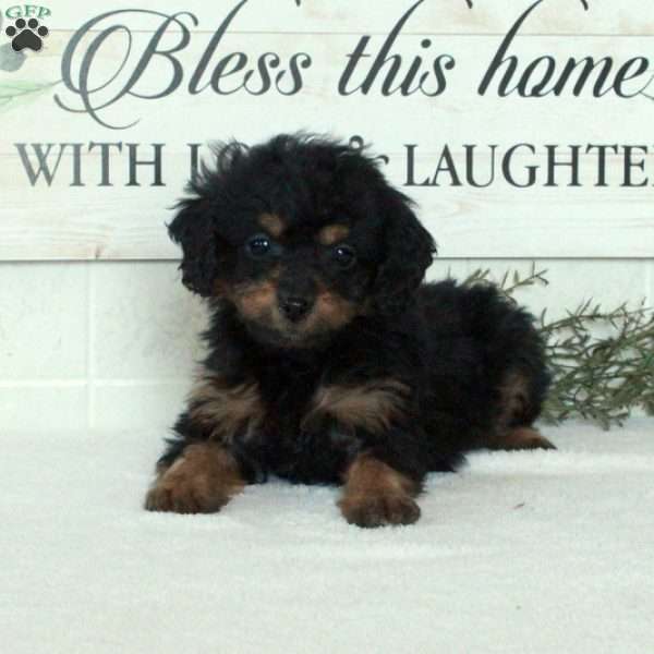 Lilly, Miniature Poodle Puppy