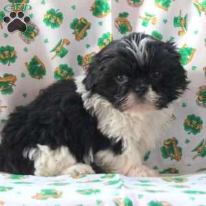 Lilly, Shih Tzu Puppy